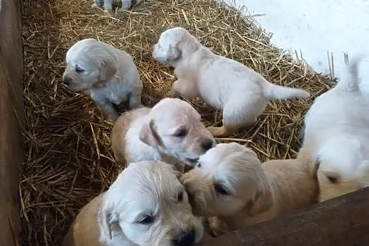 Szczenięta rasy Golden Retriever,  małopolskie Gor