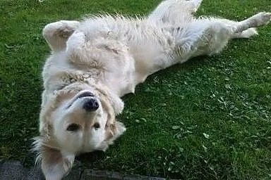 Szczenięta rasy Golden Retriever,  małopolskie Gor