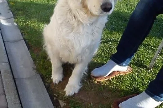 Szczenięta rasy Golden Retriever,  małopolskie Gor