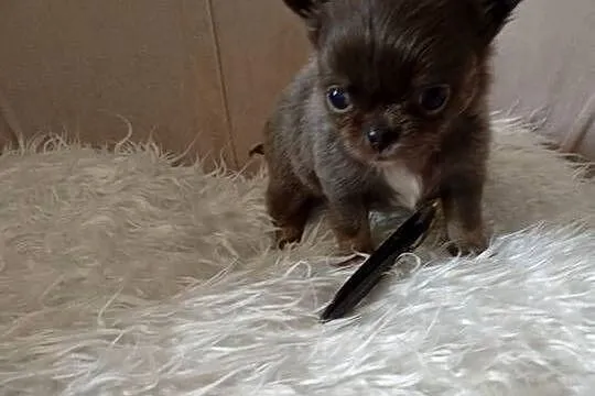 Błękitny długowłosy chihuahua