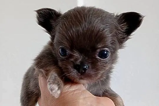 Błękitny długowłosy chihuahua, Wielkopolskie, Konin