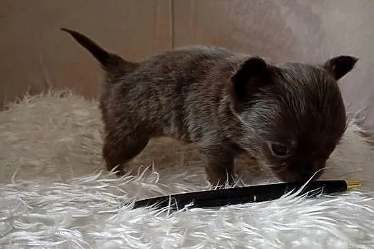 Błękitny długowłosy chihuahua, Wielkopolskie, Konin