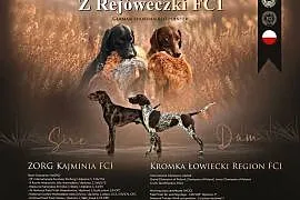 Wyżeł niemiecki krótkowłosy szczenię ZKwP FCI