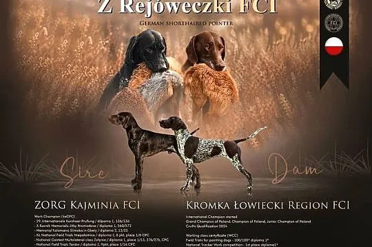 Wyżeł niemiecki krótkowłosy szczenię ZKwP FCI