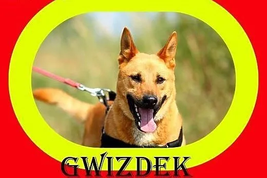 Młody,sympatyczny,wesoły,aktywny,kocha człowieka,pies GWIZDEK,  dolnośląskie Wrocław