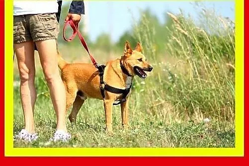 Młody,sympatyczny,wesoły,aktywny,kocha człowieka,p