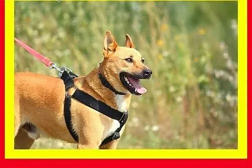 Młody,sympatyczny,wesoły,aktywny,kocha człowieka,p