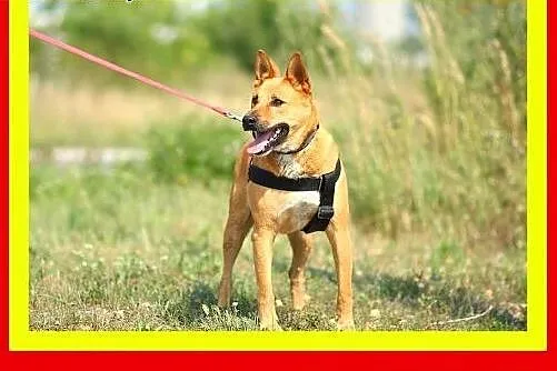 Młody,sympatyczny,wesoły,aktywny,kocha człowieka,p