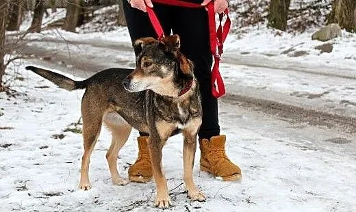 Piękna czujna Serbia szuka domu!, dolnośląskie Wr