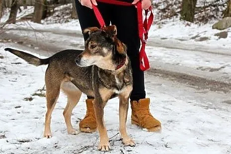 Piękna czujna Serbia szuka domu!,  dolnośląskie Wr