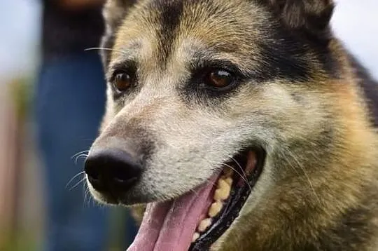 GIENEK 8 letni porzucony psiak w typie ON szuka domu, Warszawa, Warszawa