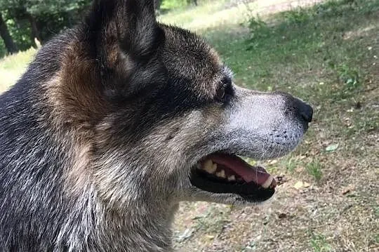 GIENEK 8 letni porzucony psiak w typie ON szuka domu, Warszawa, Warszawa