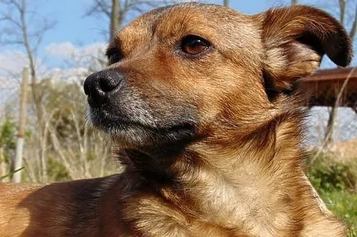 Młoda mikrosuczka Bromba szuka domu,  wielkopolski
