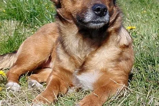 Młoda mikrosuczka Bromba szuka domu,  wielkopolski