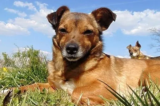 Młoda mikrosuczka Bromba szuka domu,  wielkopolski