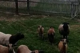 Sprzedam owce