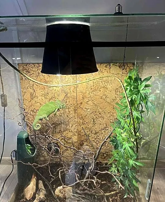 Kameleon Jemeński – 2-letnia samica + terrarium z wyposażeniem, Małopolskie, Dąbrówka