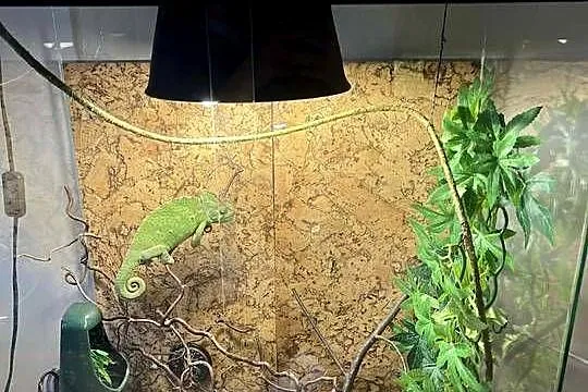 Kameleon Jemeński – 2-letnia samica + terrarium z wyposażeniem, Małopolskie, Dąbrówka