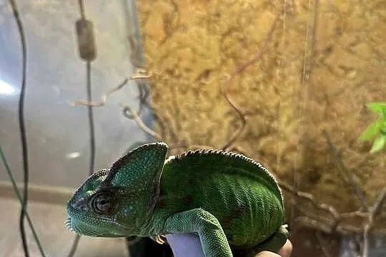 Kameleon Jemeński – 2-letnia samica + terrarium z wyposażeniem, Małopolskie, Dąbrówka