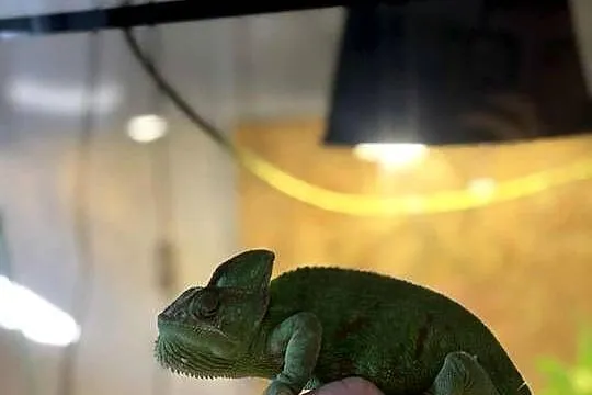 Kameleon Jemeński – 2-letnia samica + terrarium z wyposażeniem, Małopolskie, Dąbrówka