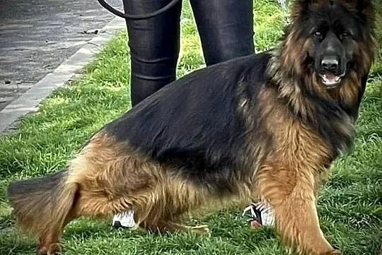 Przepiękne Owczarki Niemieckie szczeniaczki, Łódzkie, Kutno
