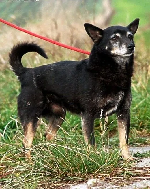 Dixi maleńki ( 6 kg) łagodny psiak 3,5 roku w schr