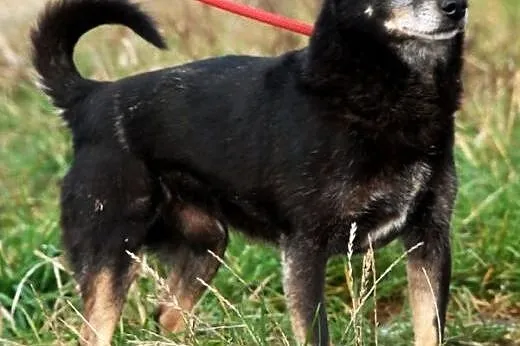 Dixi maleńki ( 6 kg) łagodny psiak 3,5 roku w schr