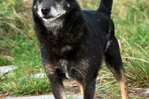 Dixi maleńki ( 6 kg) łagodny psiak 3,5 roku w schr
