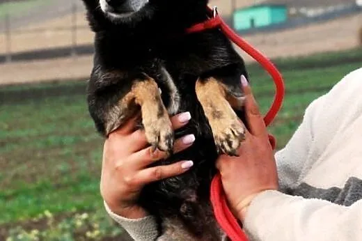 Dixi maleńki ( 6 kg) łagodny psiak 3,5 roku w schr