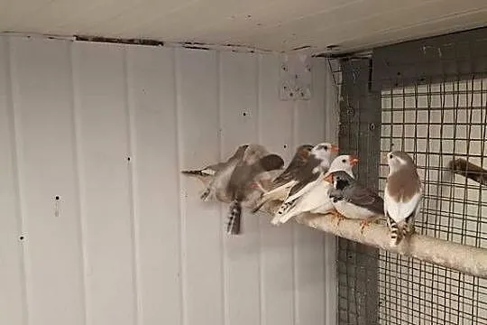 Sprzedam zeberki, Małopolskie, Zakliczyn