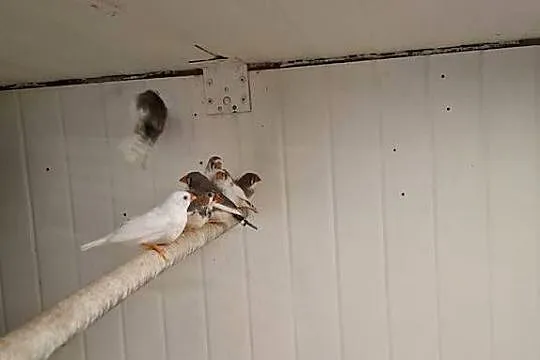 Sprzedam zeberki, Małopolskie, Zakliczyn
