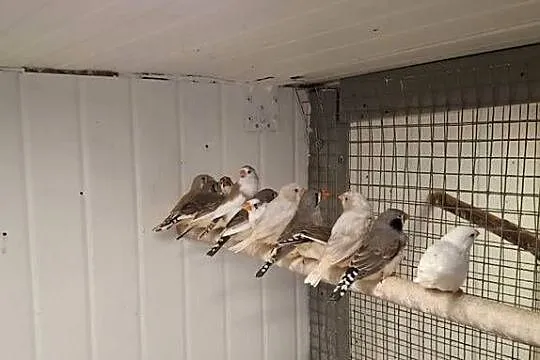 Sprzedam zeberki, Małopolskie, Zakliczyn