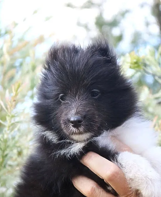 Owczarek szetlandzki sheltie suczka bi black ZKwP/FCI, Lubuskie, Gorzów Wielkopolski