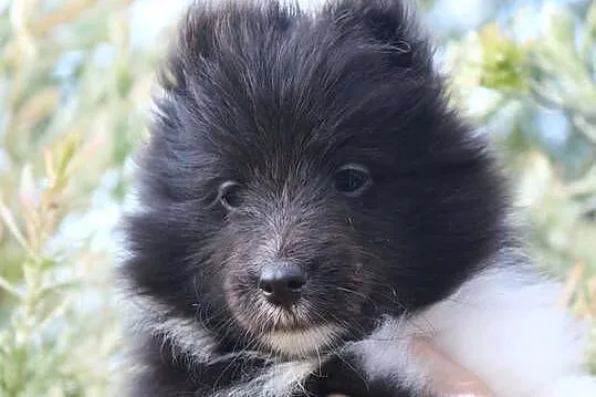 Owczarek szetlandzki sheltie suczka bi black ZKwP/FCI, Lubuskie, Gorzów Wielkopolski
