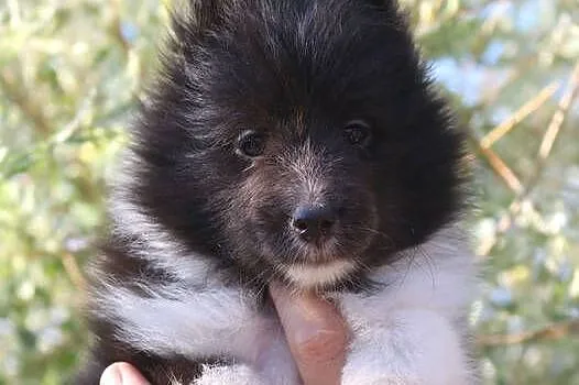 Owczarek szetlandzki sheltie suczka bi black ZKwP/FCI, Lubuskie, Gorzów Wielkopolski