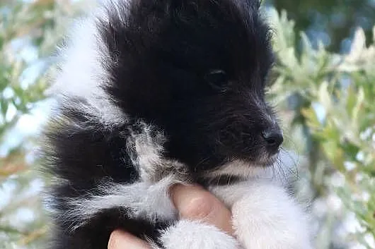 Owczarek szetlandzki sheltie suczka bi black ZKwP/FCI, Lubuskie, Gorzów Wielkopolski