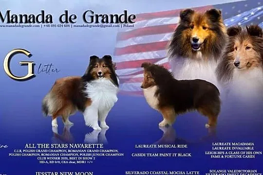 Owczarek szetlandzki sheltie suczka bi black ZKwP/FCI, Lubuskie, Gorzów Wielkopolski