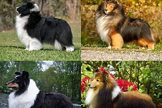 Owczarek szetlandzki sheltie suczka bi black ZKwP/FCI, Lubuskie, Gorzów Wielkopolski