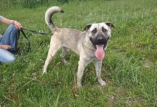 Tajfun - roczny wielki szczeniak do adopcji, łódz