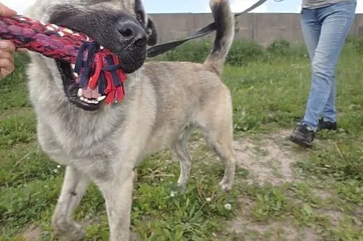 Tajfun - roczny wielki szczeniak do adopcji,  łódz
