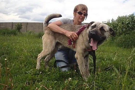 Tajfun - roczny wielki szczeniak do adopcji,  łódz