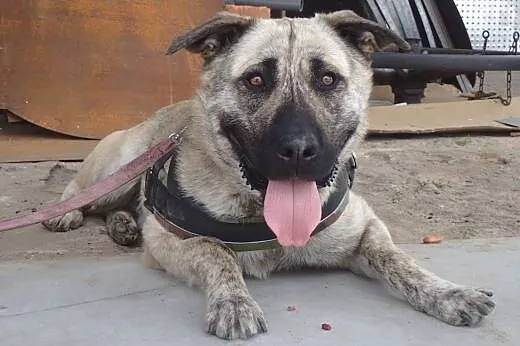 Tajfun - roczny wielki szczeniak do adopcji,  łódz