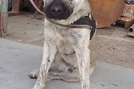 Tajfun - roczny wielki szczeniak do adopcji,  łódz