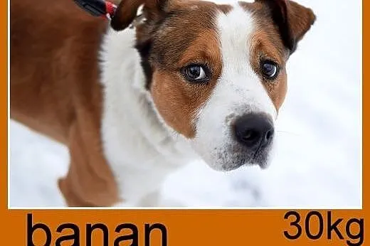 30kg,duży,przyjazny,łagodny,towarzyski pies BANAN.Adopcja,  dolnośląskie Wrocław