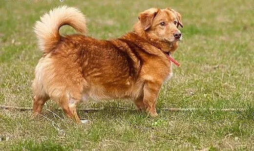 Rudy przystojniak do adopcji!!, mazowieckie Warsz