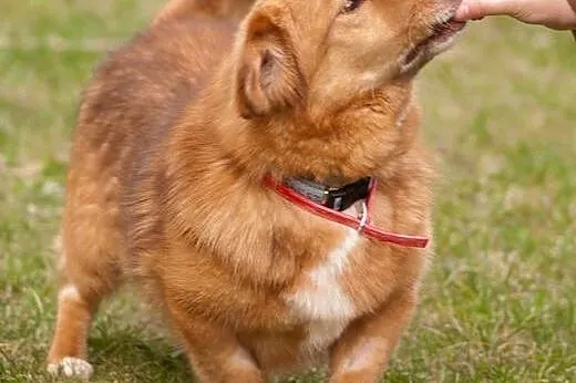Rudy przystojniak do adopcji!!,  mazowieckie Warsz
