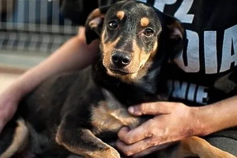 Dolar - psie dziecko szuka domu, adoptuj,  łódzkie Łódź
