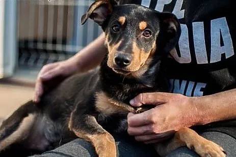 Dolar - psie dziecko szuka domu, adoptuj,  łódzkie