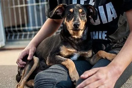 Dolar - psie dziecko szuka domu, adoptuj,  łódzkie