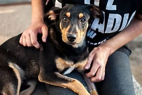 Dolar - psie dziecko szuka domu, adoptuj,  łódzkie